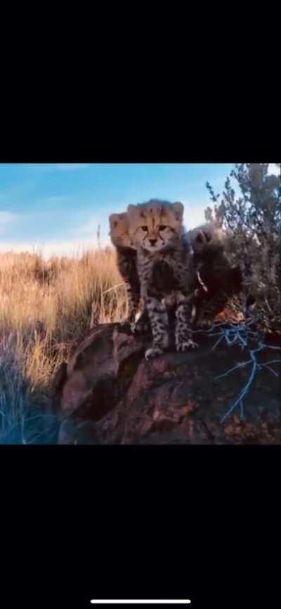 Mama Cheetah introduces a photographer to her little cubs