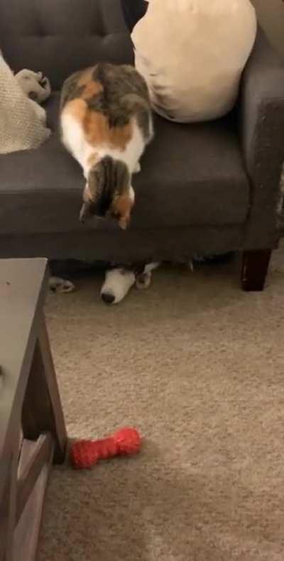 Hitcat murders innocent husk