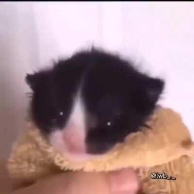 Azeitona e suas primeira palavras