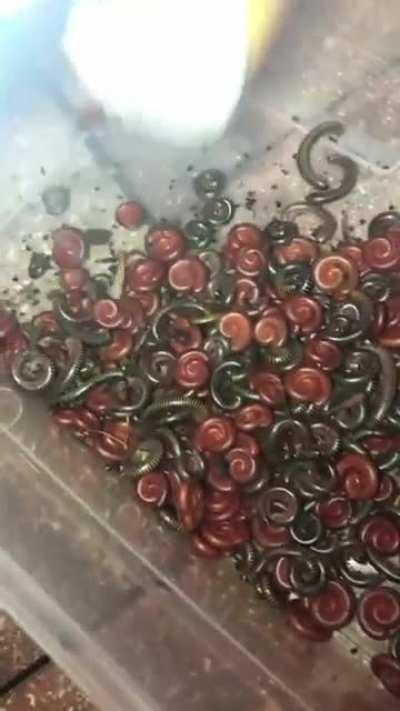 Thanks, I hate leaving my shoes out in Florida