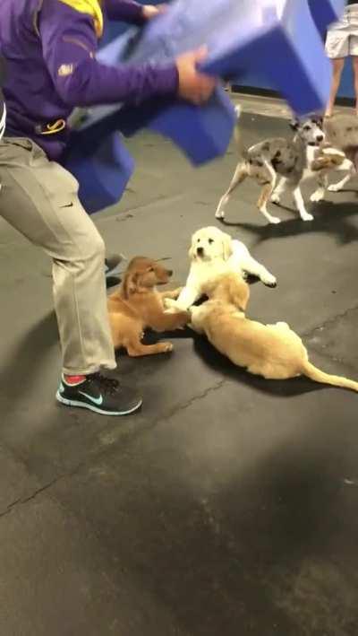 Golden puppers being foiled on their secret meeting.