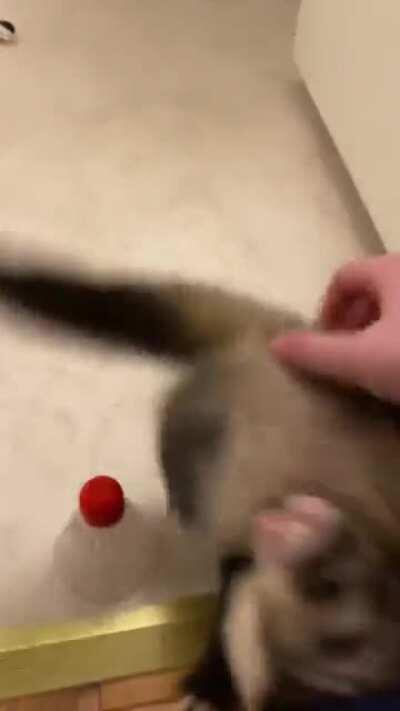 Meeky’s hops are so cute 🥺