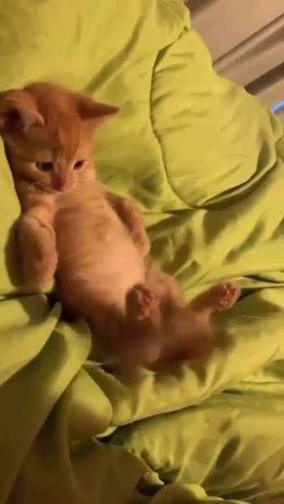 Jersey, for now - which is exploring the world around him, including his tail 😂