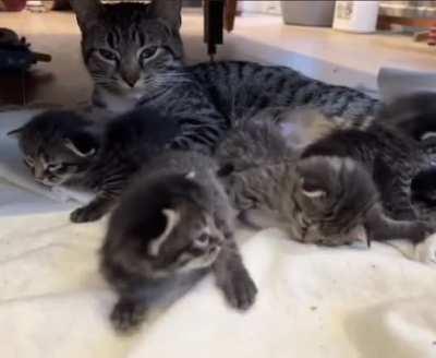 Indy’s kittens continue to grow.