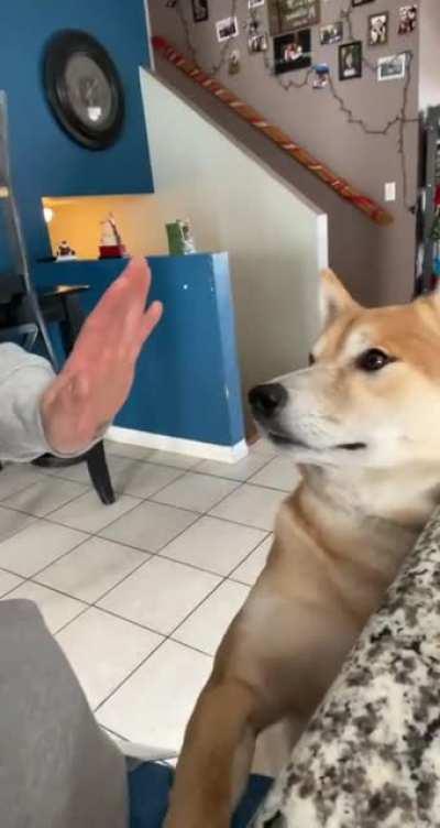 High five ✋ 🐾 👋