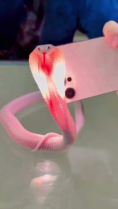A cobra with leucism ( a rare genetic variation and differ from albinism)