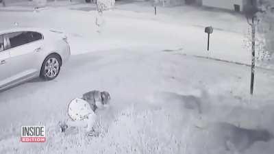 Neighbors step in to save elderly man being mauled by pitbulls in broad daylight.