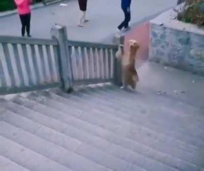 When you forgot to Dog