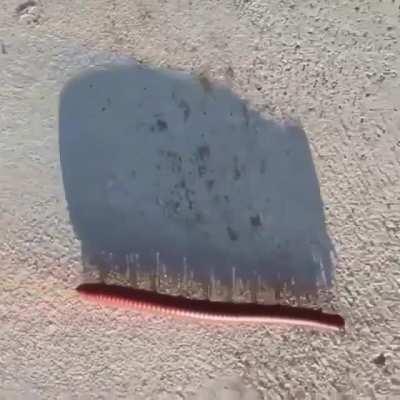 🔥 This Millipede is GROOVING