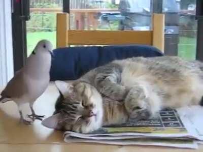 Bird trolling sleeping cat