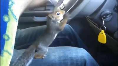 Sometimes the steering gets a little squirrely
