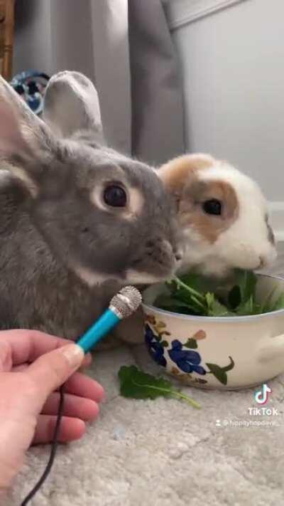🥬 bunny kale ASMR🥬