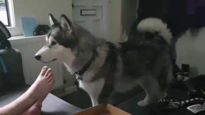 Malamute throws tantrum after being denied pizza