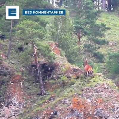 Схватка оленя со стаей одичавших собак под Красноярском. Стая загнала его к обрыву, но олень все же смог дать отпор. Отпинал зарвавшихся шавок.