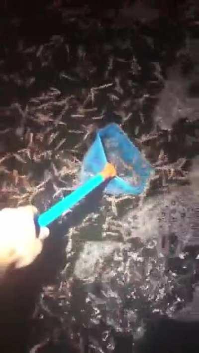 Would you jump in for 10 million dollars?