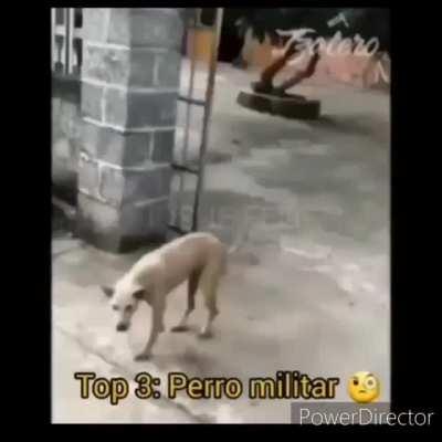 PERRO EPICOS 🥰🥰