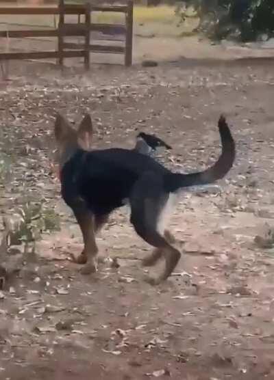 Two very different animals becoming the best of friends