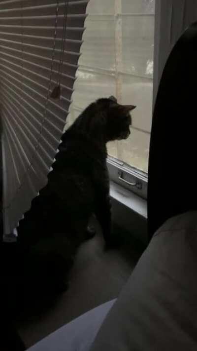 Guard Cat is NOT having it with our morning guest. 😾