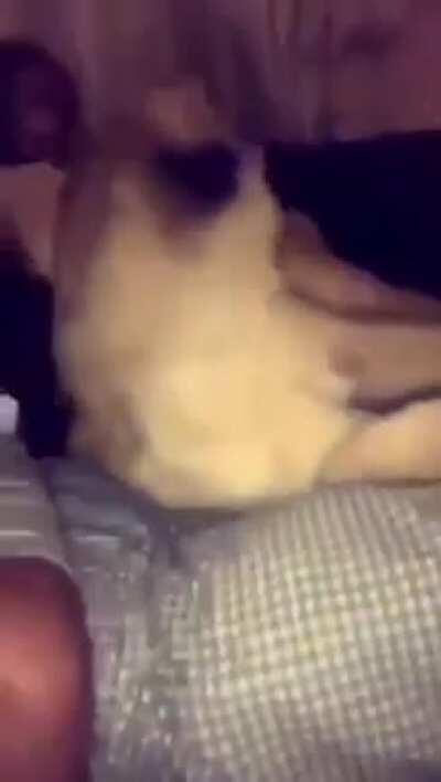 Just a normal day with two normal pets.