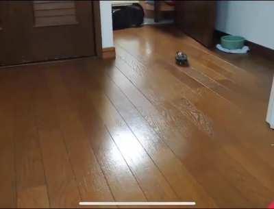 Little tortoise skating 