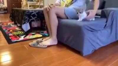 Котоперехват