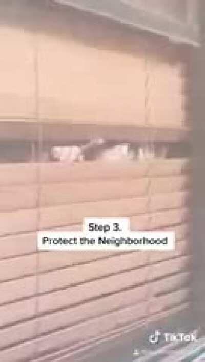 Elas treinam para nos irritar, chat...