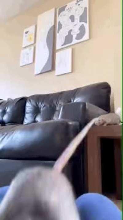 A rat practicing it’s long jump.