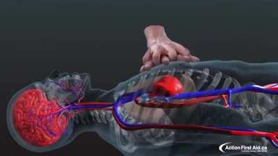 3D animation of what's happening inside the body when CPR is applied.