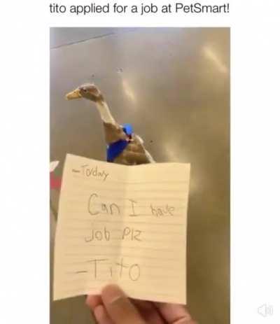 Tito the duck applies for a job at Petsmart!