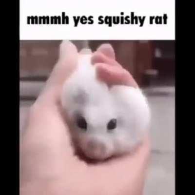 Mmmmm Squishy rat