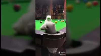 ¿que le pasa a la doomergvng? la ve0 media depre. n0 suben tant0 contenid0 c0mo antes, acá les dej0 su d0sis de gatit0s para alegrarles la vida <3