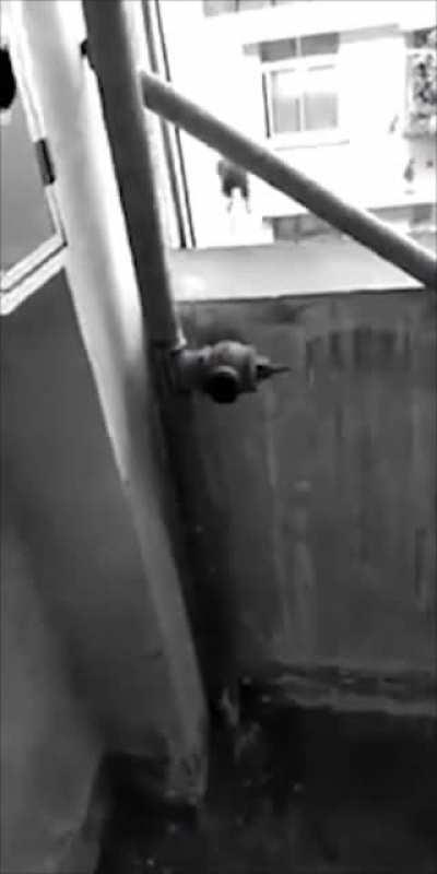 Final alternativo de ratatolle