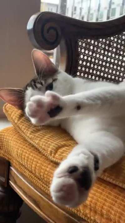 Cozy morning toe beans