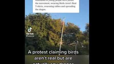 Thousands of people attend a ‘Birds Aren’t Real’ Protest in NYC