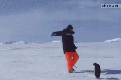 The penguin missile