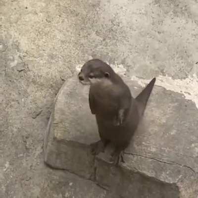 Chatty river otter playing air guitar