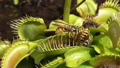 Venus flytrap catching yellowjackets