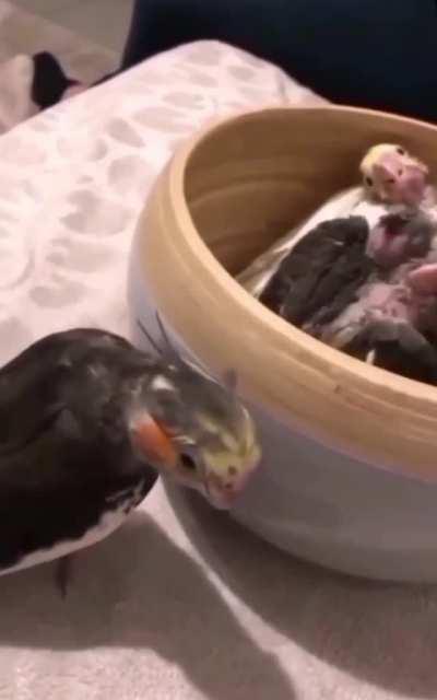 Momma parrot entertaining her babies