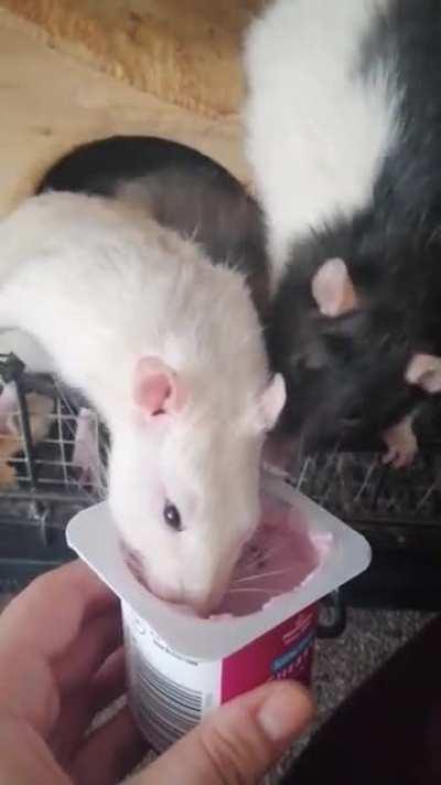 Carter crashing the babies' yoghurt time