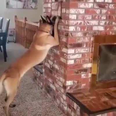 Dog counts, girl hides 😂😂😂