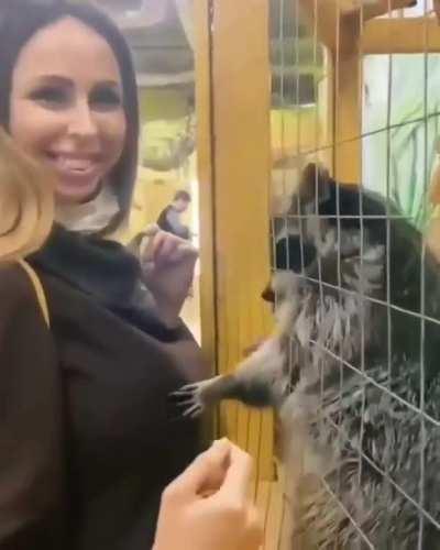 Racoon having a time of his life.