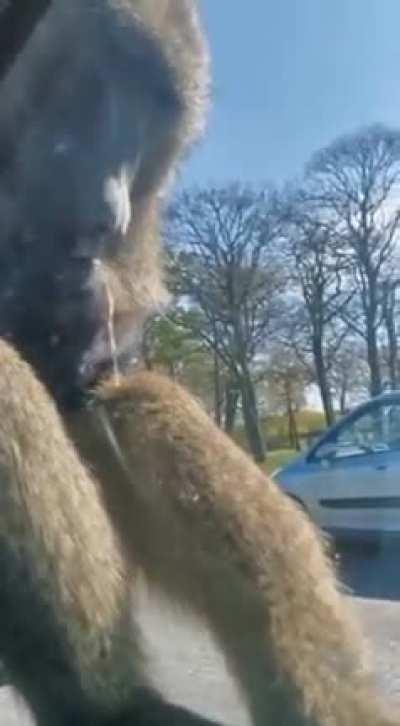 average wordington user