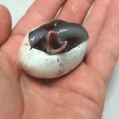 Baby snek's first breath