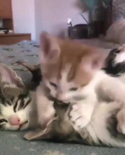 fighting your siblings but your mum walks in