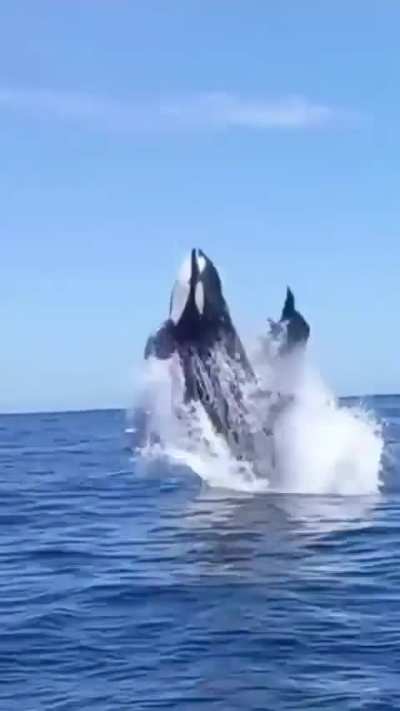 🔥 Orca sideswipes a dolphin mid-air off Baja California Sur, Mexico