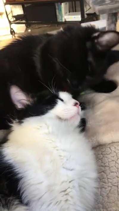 9-mo old rescue litter-mates Niko & Rocky have a Sunday bath.