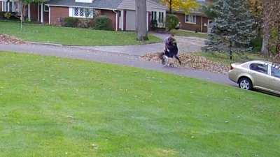 No animals were harmed