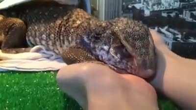 Can anyone tell me the breed of this lizard that enjoys scratches and cuddles