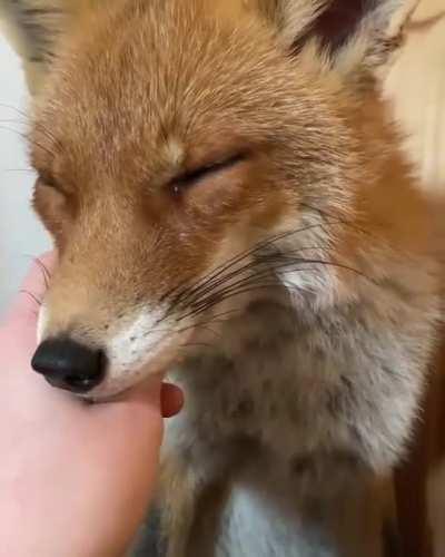 Just take a look at this cute little fox😍