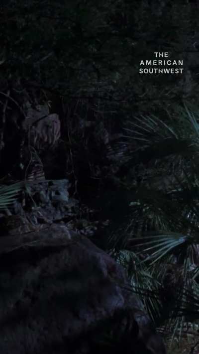 Jaguar feature on the American Southwest film.